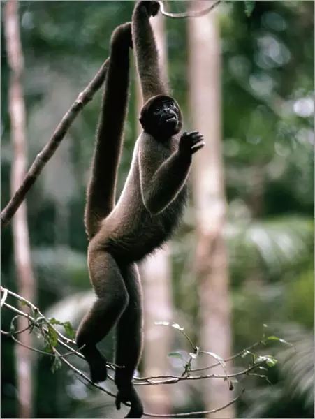 Black Headed Wooly Monkey In rainforest canopy, Amazonia, Brazil, South America