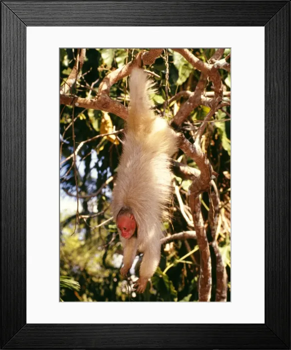 Framed Print : White Uakari Monkey Hanging from branch with short tail visible Amazonia, Brazil, South America Framed Print : White Uakari Monkey Hanging from branch with short tail visible Amazonia, Brazil, South America