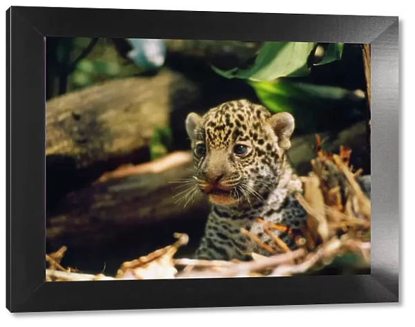 Jaguar - 4 week old cub Amazonas Brazil