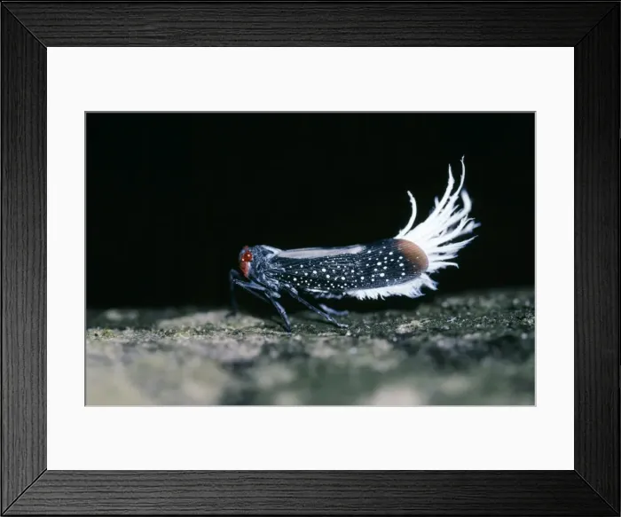 Framed Print : Waxy-tailed Lantern Bug, Cicada family. Amazonas, Brazil