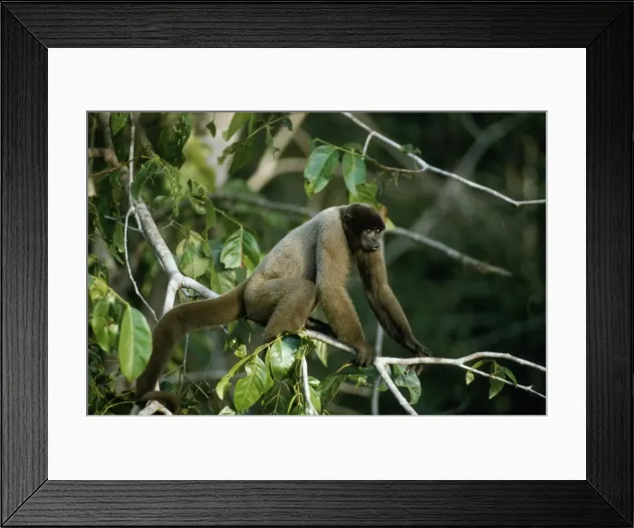 Framed Print : Black-headed Woolly Monkey - female displaying about to shake branches Amazonia, Brazil