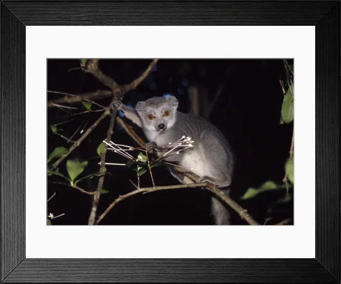 Framed Print : Crowned Lemur - female eating flowers of Sapindaceae sp. Ankarana Madagascar Framed Print : Crowned Lemur - female eating flowers of Sapindaceae sp. Ankarana Madagascar
