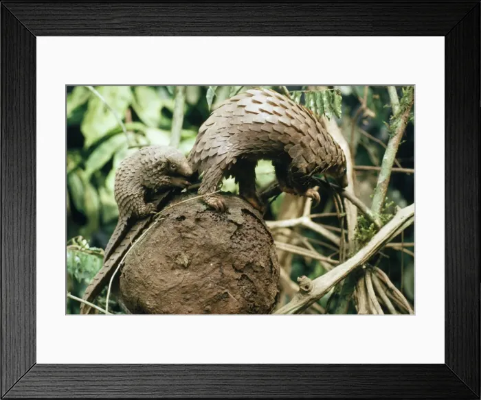 Framed Print : White-bellied Pangolin - with baby on ants nest in rainforest. Sierra Leone Africa Framed Print : White-bellied Pangolin - with baby on ants nest in rainforest. Sierra Leone Africa
