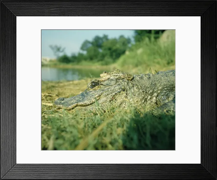 Framed Print : Chinese Alligator - With Frog on Alligator's head Framed Print : Chinese Alligator - With Frog on Alligator's head