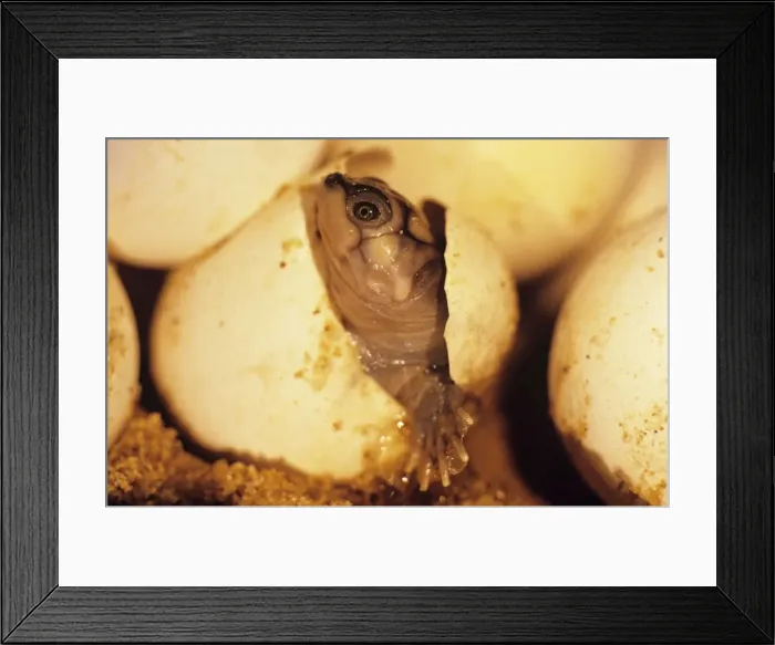 Framed Print : Expansa Turtle - hatching Amazonia, Brazil Framed Print : Expansa Turtle - hatching Amazonia, Brazil