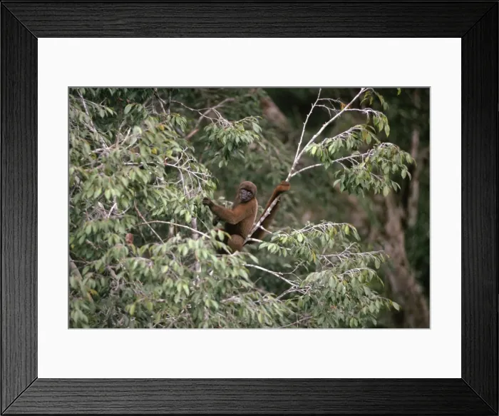 Framed Print : Poeppig's Woolly Monkey / Brown Woolly Monkey / Lowland Woolly Monkey - in canopy branches. Previously known as: Lagothrix lagothricha poeppigii South West Amazon, Brazil Framed Print : Poeppig's Woolly Monkey / Brown Woolly Monkey / Lowland Woolly Monkey - in canopy branches. Previously known as: Lagothrix lagothricha poeppigii South West Amazon, Brazil