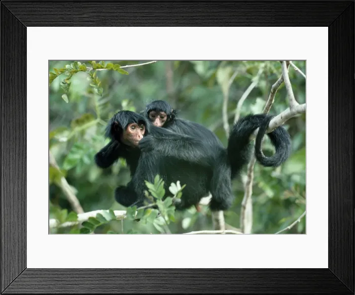 Framed Print : Black Spider Monkey with baby - Brazil Framed Print : Black Spider Monkey with baby - Brazil