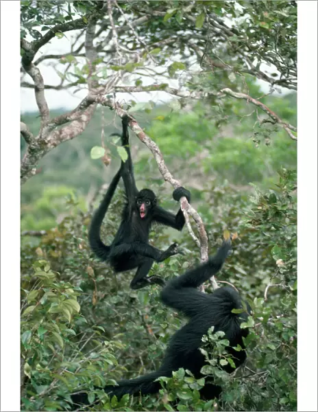 Long-haired Black Spider Monkey Amazonas, Brazil