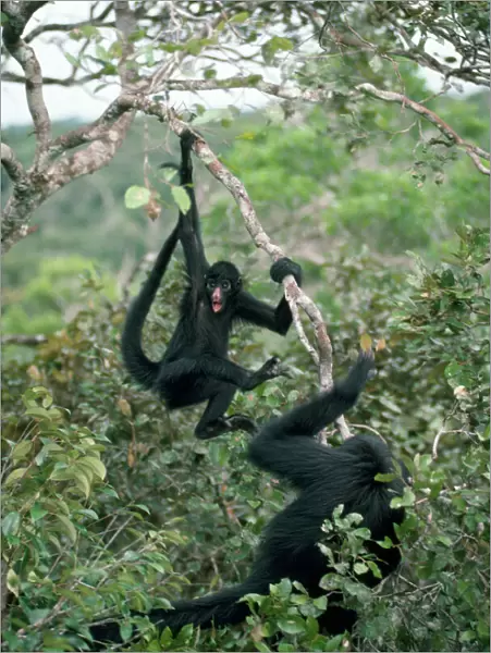 Long-haired Black Spider Monkey Amazonas, Brazil