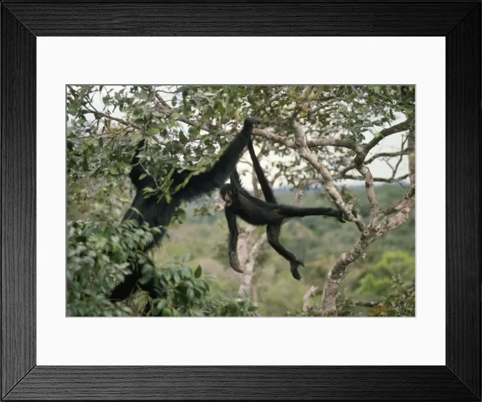 Framed Print : Spider Monkey - in canopy of Rainforest. Amazonia, Brazil Framed Print : Spider Monkey - in canopy of Rainforest. Amazonia, Brazil