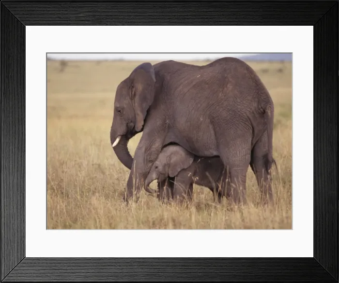 Framed Print : African Elephants - Mother & Baby Maasai Mara, Kenya, Africa Framed Print : African Elephants - Mother & Baby Maasai Mara, Kenya, Africa