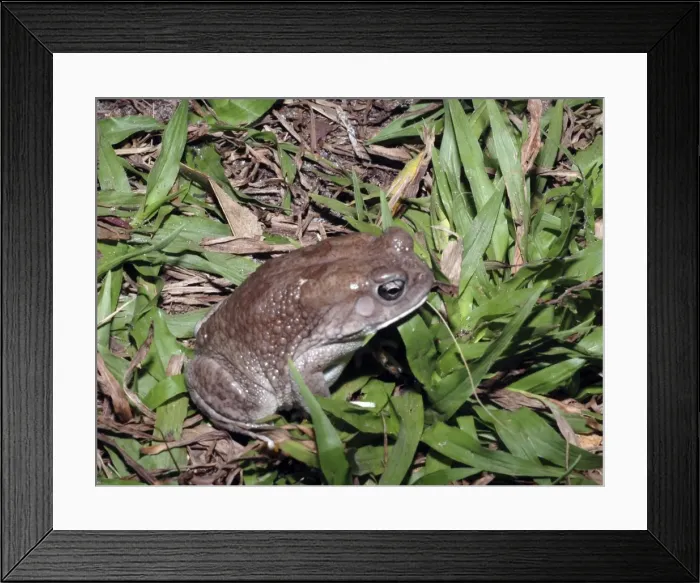 Framed Print : African toad Framed Print : African toad
