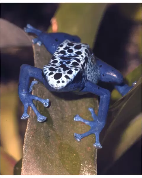 Blue arrow poison frog