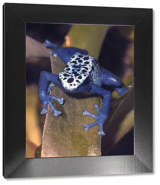 Blue arrow poison frog