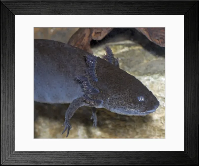 Framed Print : Axolotl- larval form Framed Print : Axolotl- larval form