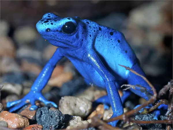 Blue arrow poison frog, South America