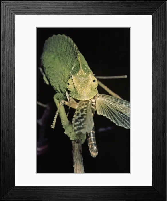 Framed Print : Chamaeleon eating a locust Framed Print : Chamaeleon eating a locust