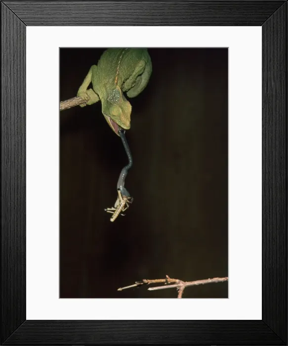 Framed Print : Chamaeleon shooting out its tongue to catch prey Framed Print : Chamaeleon shooting out its tongue to catch prey