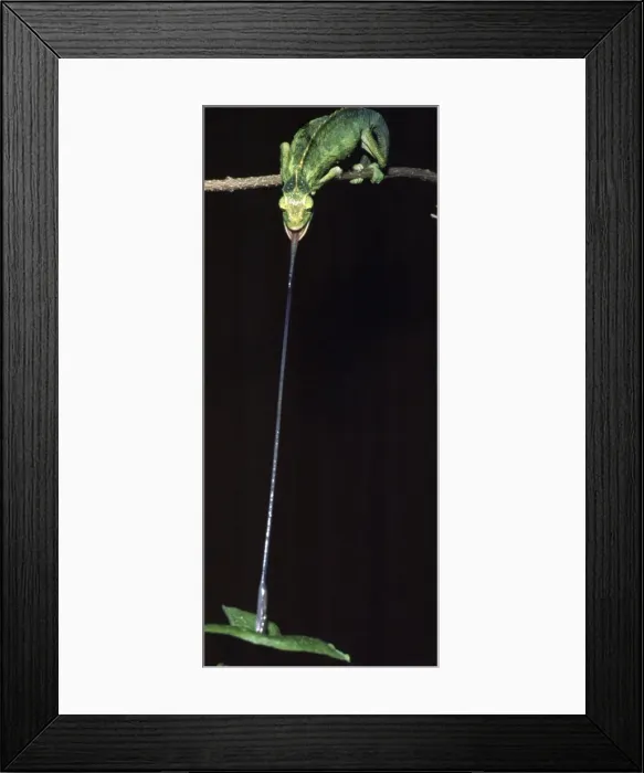 Framed Print : Chamaeleon shooting out its tongue to catch prey Framed Print : Chamaeleon shooting out its tongue to catch prey