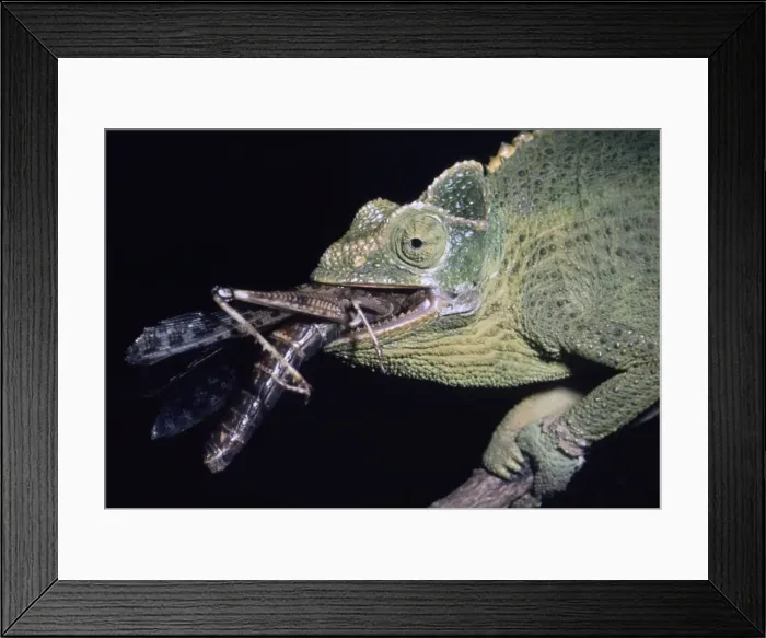 Framed Print : Chameleon eating a locust Framed Print : Chameleon eating a locust