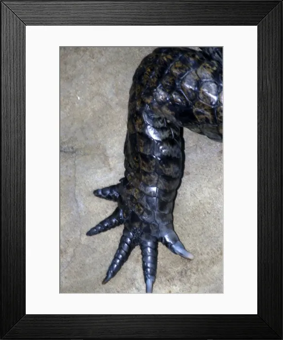 Framed Print : Crocodile hind foot Framed Print : Crocodile hind foot