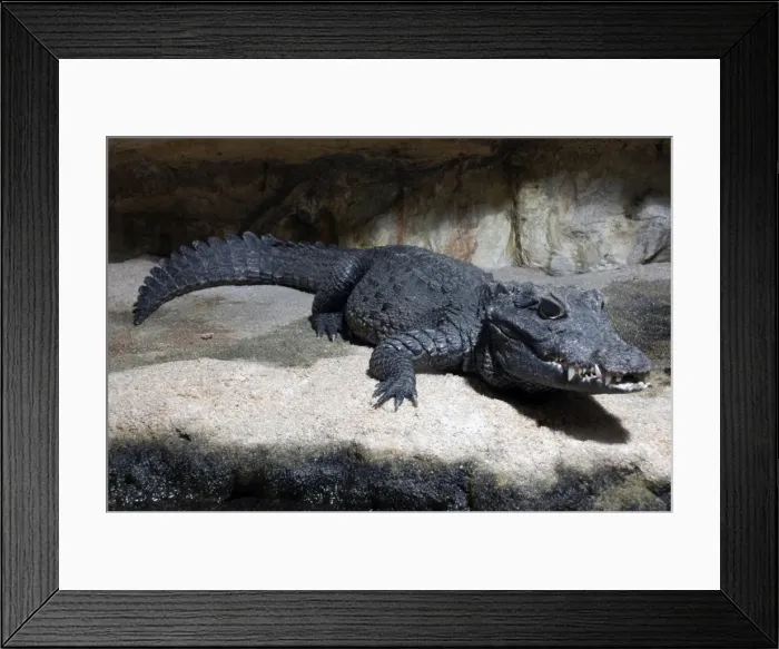 Framed Print : Dwarf crocodile, West Africa Framed Print : Dwarf crocodile, West Africa