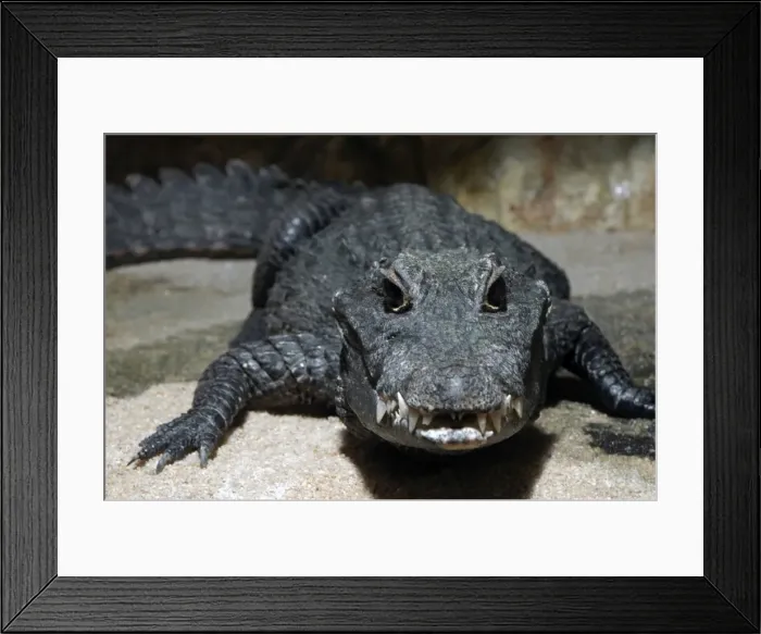 Framed Print : Dwarf crocodile, West Africa Framed Print : Dwarf crocodile, West Africa