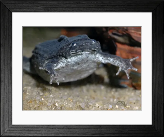 Framed Print : Dwarf Surinam Toad, South America Framed Print : Dwarf Surinam Toad, South America