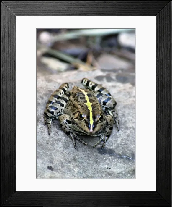 Framed Print : Edible frog, Europe Framed Print : Edible frog, Europe