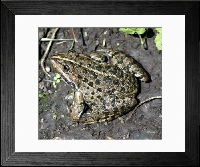 Framed Print : Marsh frog, Europe- introduced to England Framed Print : Marsh frog, Europe- introduced to England