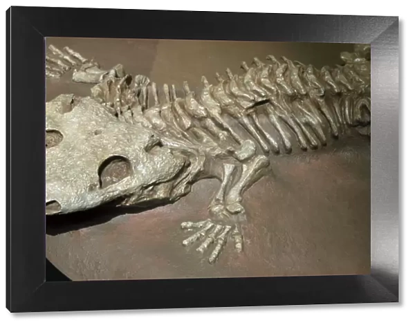Fossil tetrapod (Amphibian) Lower Permian of Texas