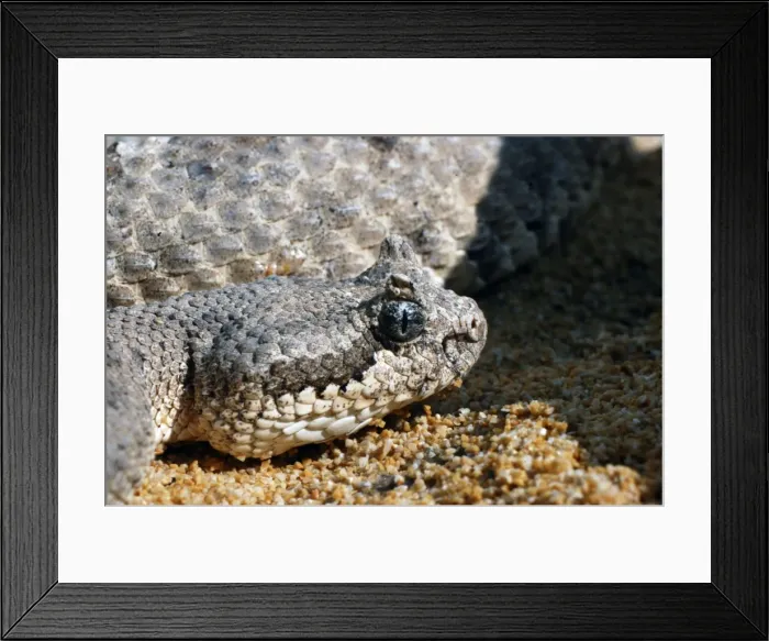 Framed Print : Sidewinder Framed Print : Sidewinder