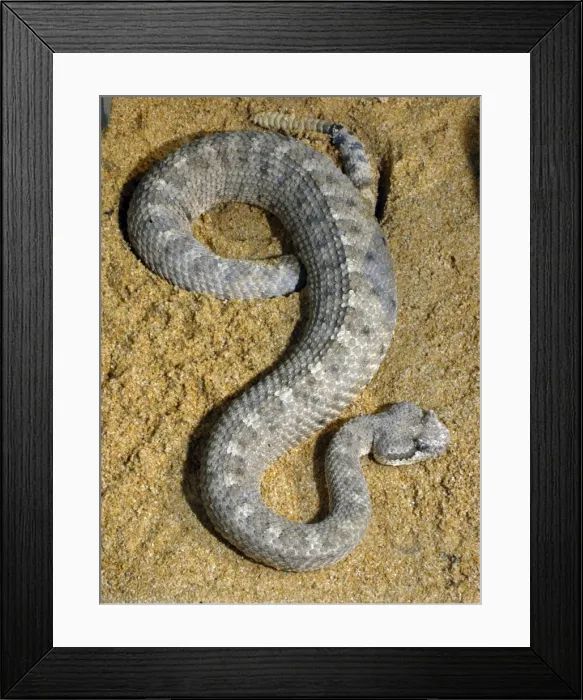 Framed Print : Sidewinder Framed Print : Sidewinder