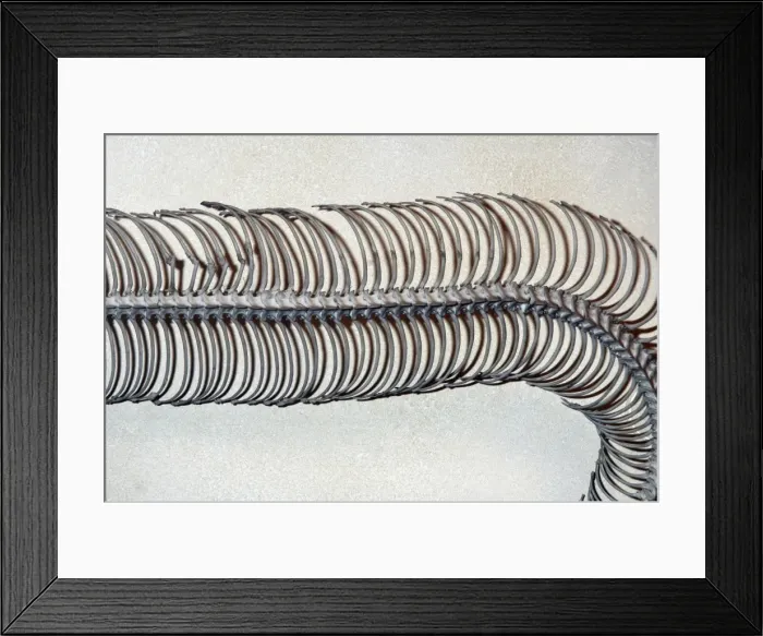 Framed Print : Snake ribs Framed Print : Snake ribs