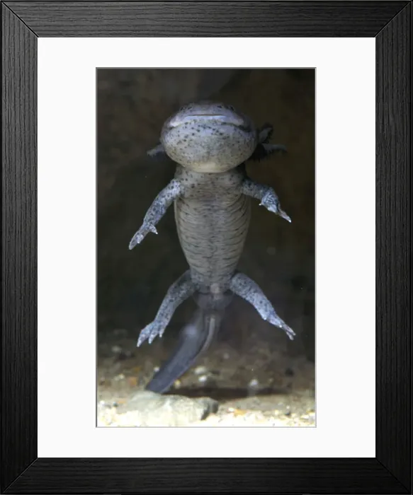 Framed Print : Axolotl- neotenous larval form; central America. Shows external gills, absent in adult Framed Print : Axolotl- neotenous larval form; central America. Shows external gills, absent in adult