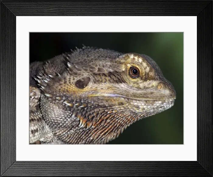 Framed Print : Barbed Agama- NE Australia Framed Print : Barbed Agama- NE Australia