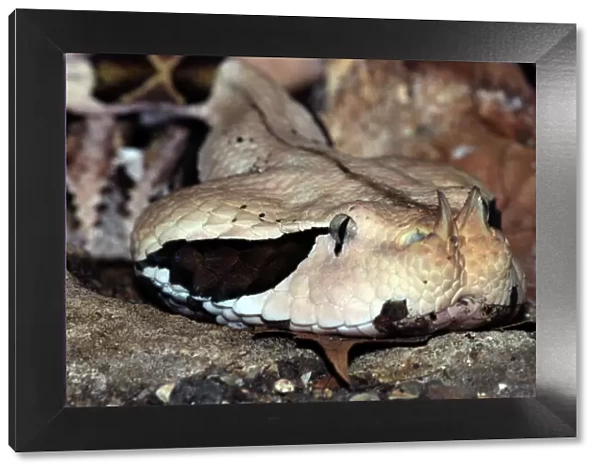 Gaboon Viper, West Africa. Colours camouflaged to match forest floor