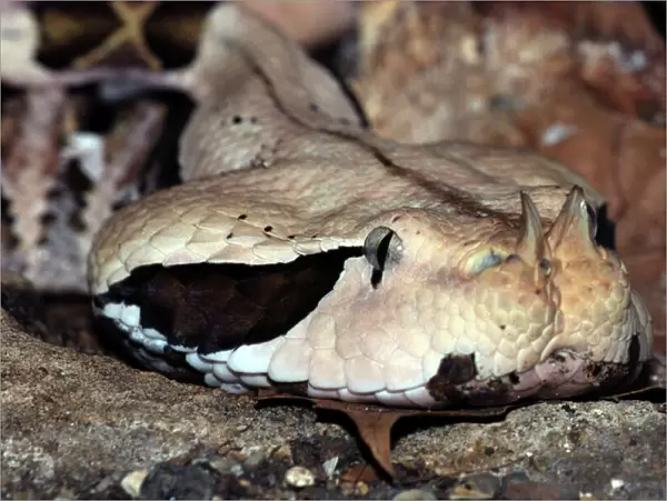 Gaboon Viper, West Africa. Colours camouflaged to match forest floor