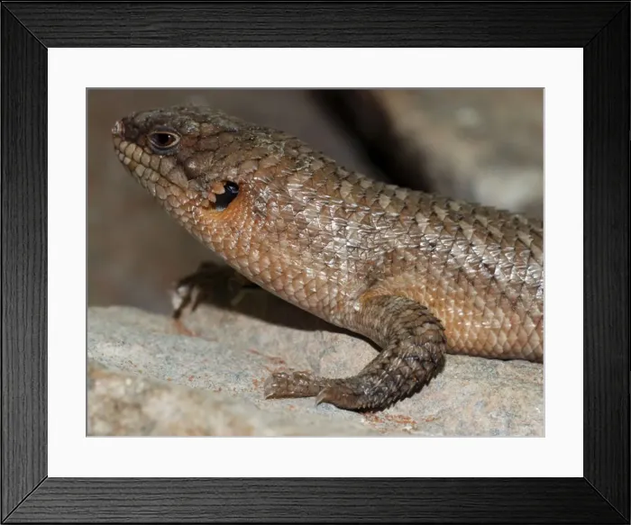 Framed Print : Gidgee Skink, rocky areas in mountains of Australia Framed Print : Gidgee Skink, rocky areas in mountains of Australia
