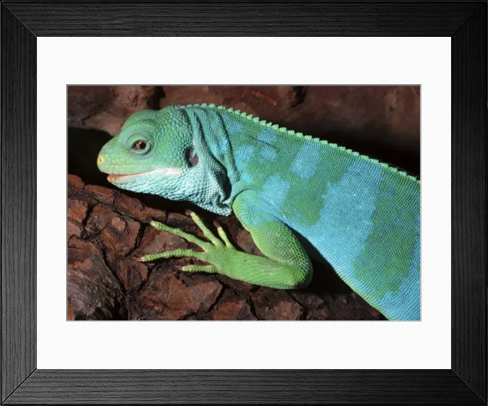 Framed Print : Fiji Island Banded Iguana, Fiji Framed Print : Fiji Island Banded Iguana, Fiji