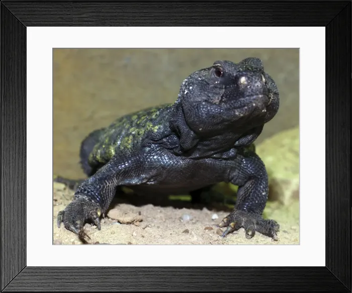 Framed Print : Spiny Tailed Agamid, male. dry areas of Africa Framed Print : Spiny Tailed Agamid, male. dry areas of Africa