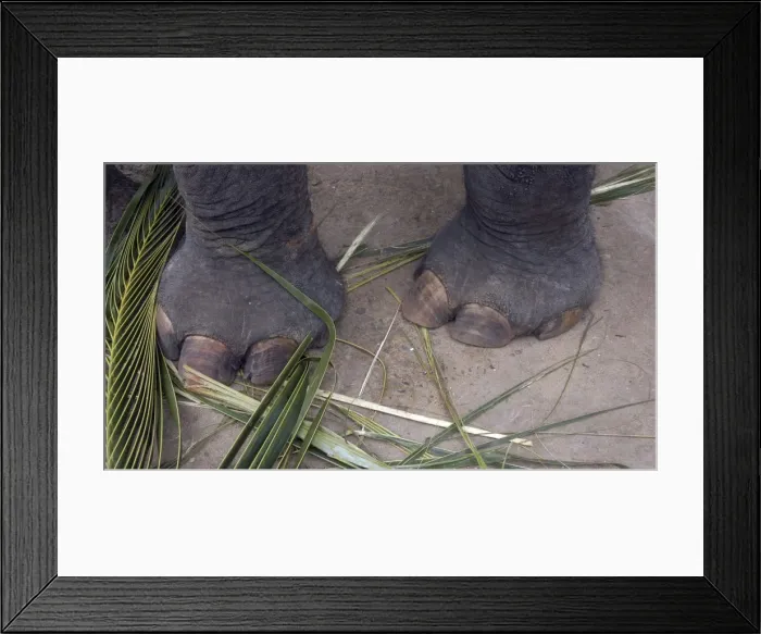 Framed Print : Asian Elephant: forefeet, Sri Lanka Framed Print : Asian Elephant: forefeet, Sri Lanka
