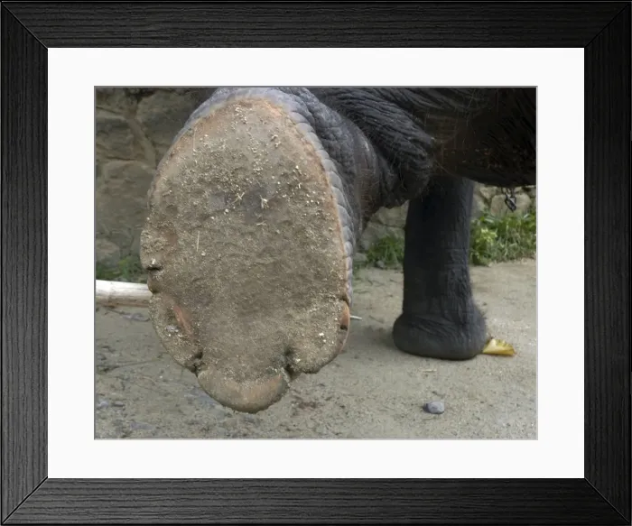 Framed Print : Asian Elephant: right hindfoot raised to show sole, Sri Lanka Framed Print : Asian Elephant: right hindfoot raised to show sole, Sri Lanka
