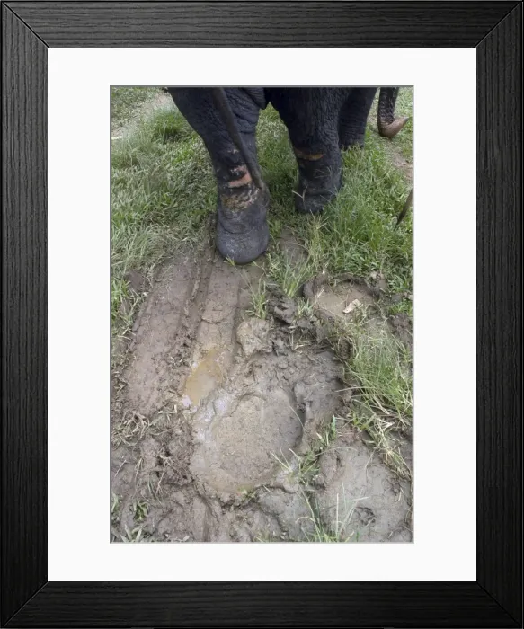 Framed Print : Asian Elephant: footprints in mud, Sri Lanka Framed Print : Asian Elephant: footprints in mud, Sri Lanka