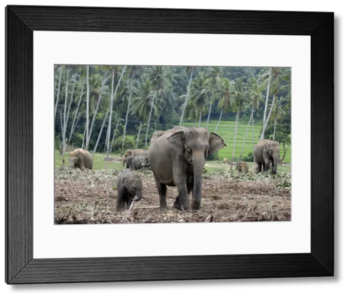 Framed Print : Asian Elephant: farm crops beyond, Sri Lanka Framed Print : Asian Elephant: farm crops beyond, Sri Lanka