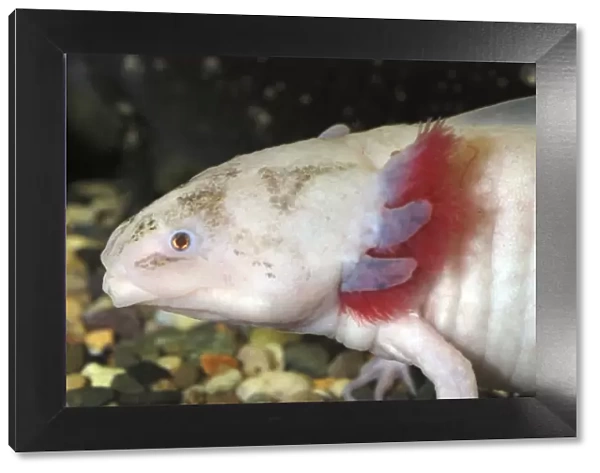 Axolotl: white form of neotenous larva. Originally from Mexico, now widely kept in aquaria. Reaches sexual maturity and breeds in larval form. Shows external gills tyopical of amphibian larvae