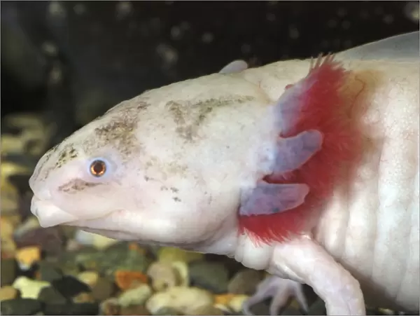 Axolotl: white form of neotenous larva. Originally from Mexico, now widely kept in aquaria. Reaches sexual maturity and breeds in larval form. Shows external gills tyopical of amphibian larvae