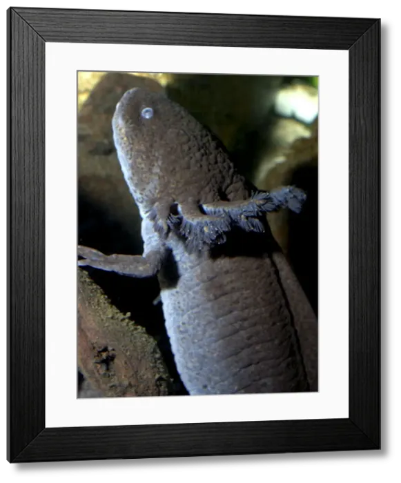 Framed Print : Axolotl: brown form of neotenous larva. Originally from Mexico, now widely kept in aquaria. Reaches sexual maturity and breeds in larval form. Shows external gills tyopical of amphibian larvae Framed Print : Axolotl: brown form of neotenous larva. Originally from Mexico, now widely kept in aquaria. Reaches sexual maturity and breeds in larval form. Shows external gills tyopical of amphibian larvae