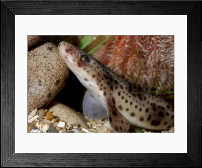 Framed Print : Lesser Spotted Dogfish. Juvenile newly emerged from egg capsule. Atlantic, North Sea Framed Print : Lesser Spotted Dogfish. Juvenile newly emerged from egg capsule. Atlantic, North Sea