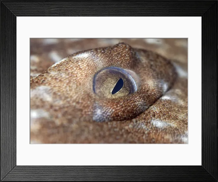 Framed Print : Eye of Wobbegong Shark- reef associated shark, marine, Australian and central Pacific waters Framed Print : Eye of Wobbegong Shark- reef associated shark, marine, Australian and central Pacific waters
